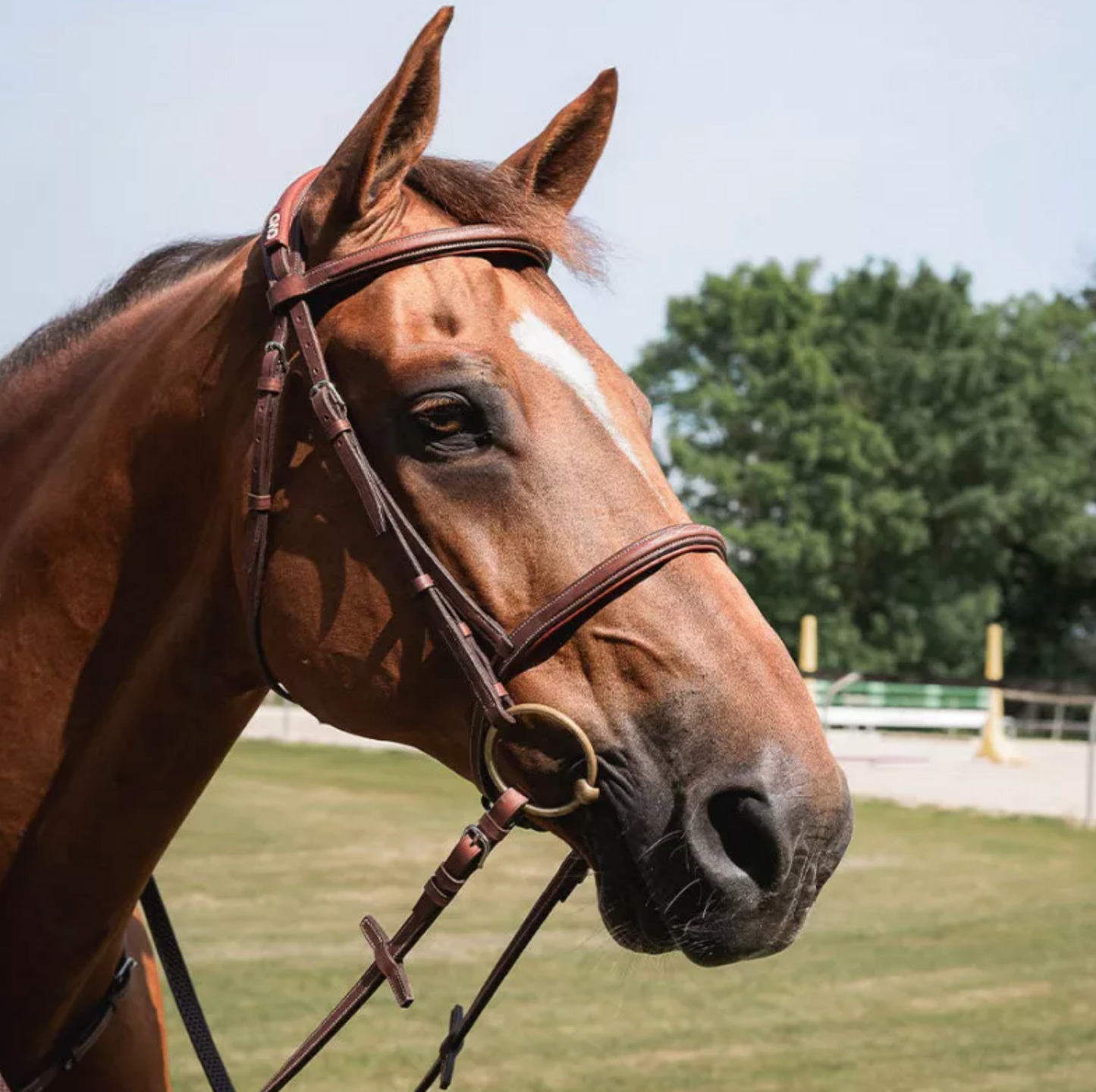 CWD Anatomic French Noseband Bridle With Fancy Stitching