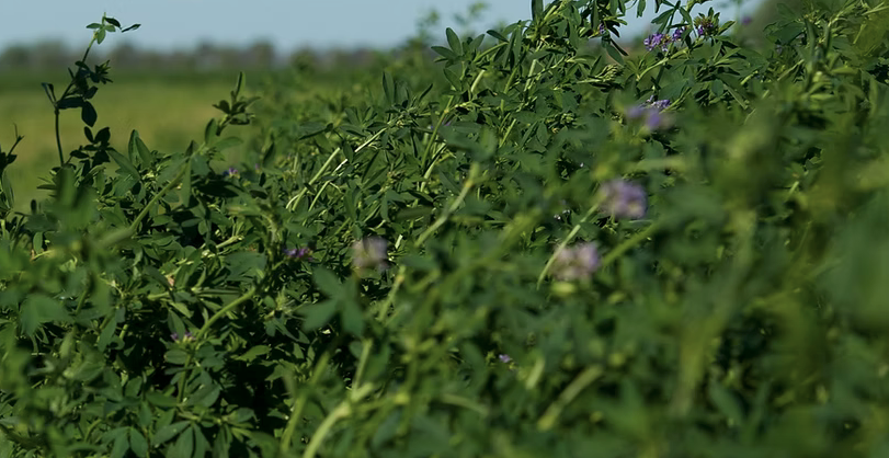 Premium Lucerne hay small square