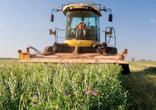 Premium Lucerne hay small square
