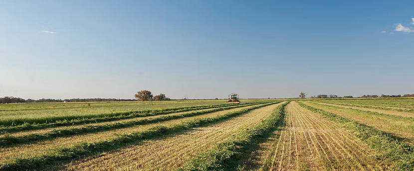 Premium quality TEFF hay small squares